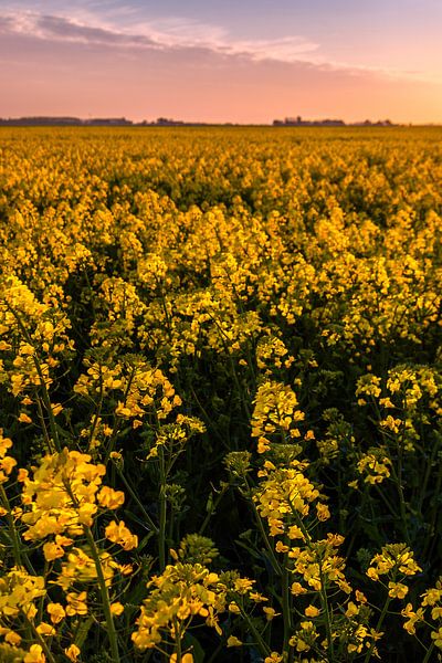 Ein Rapsfeld in Finsterwolde von Marga Vroom