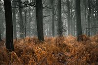 Die Bäume durch den Wald sehen