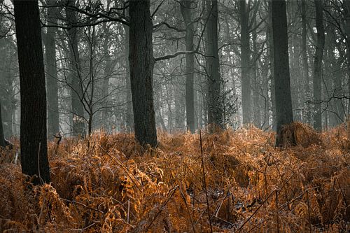 Seeing the trees through the forest