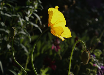 Gele bloem Christchurch Nieuw Zeeland