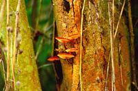 Living on a tree