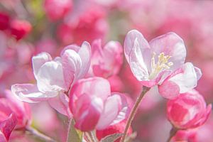 Blumen eines dekorativen Apfelbaums