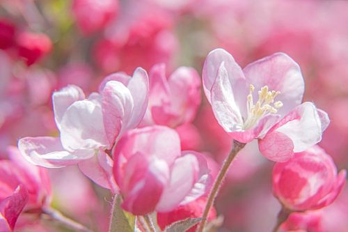 fleurs d'un pommier d'ornement