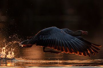 nur weg hier... Graugans *Anser anser* beim Start von der Wasseroberfläche von wunderbare Erde