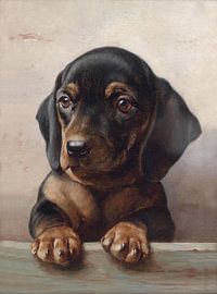Young dachshund by Apolo Prints