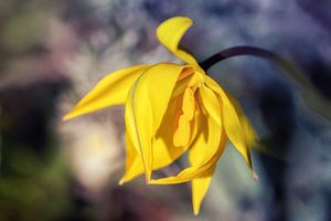 Zauberhafte Wildtulpe