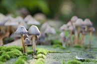 Herfst met paddenstoelen van Harld Roling thumbnail
