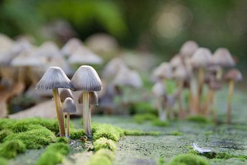 Herfst met paddenstoelen