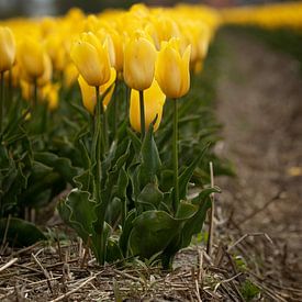 Gele tulpen op Texel van Madelon Thijs