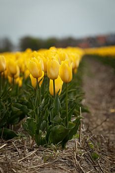 Tulipes jaunes sur Texel