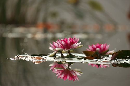 Fleur de lotus à Ténérife