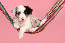 Pup in a hammock