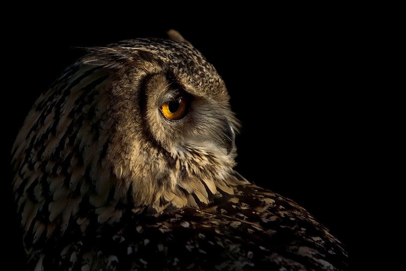Portrait of a european eagle owl. par Michar Peppenster