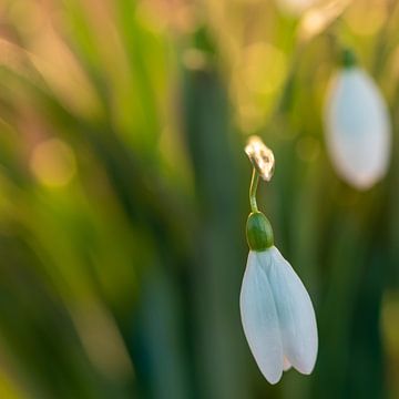 Der Frühling hat begonnen, ich sehe ein Schneeglöckchen von Jolanda de Jong-Jansen