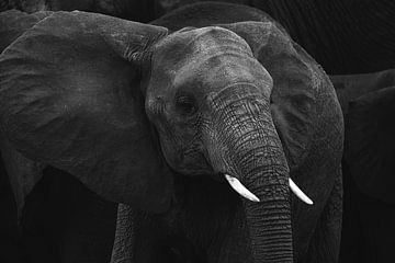 Jonge Olifant van Rosella Fennis