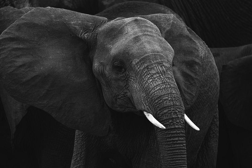 Junger Elefant von Rosella Fennis
