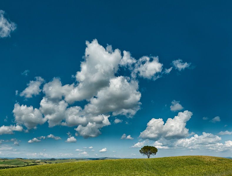Einzame Baum in den Toskaner Landschaft, Italien von Rene van der Meer