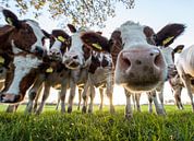 Nieuwsgierige koeien van Rob Herstel thumbnail