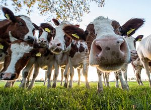 Vaches curieuses sur Rob Herstel