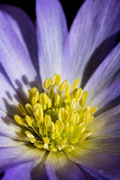 closeup of a flower 01 by Arjen Schippers