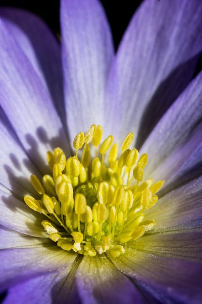 closeup van een bloem 01 van Arjen Schippers