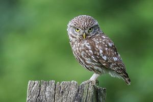 Petit hibou sur un poteau bien en vue