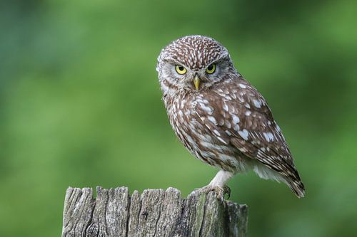 Steinkauz auf markantem Pfosten