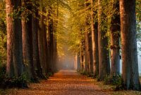 Allee im Nebel