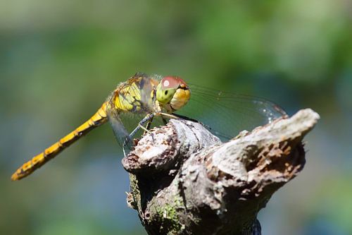 bruinrode heidelibel op boomstam