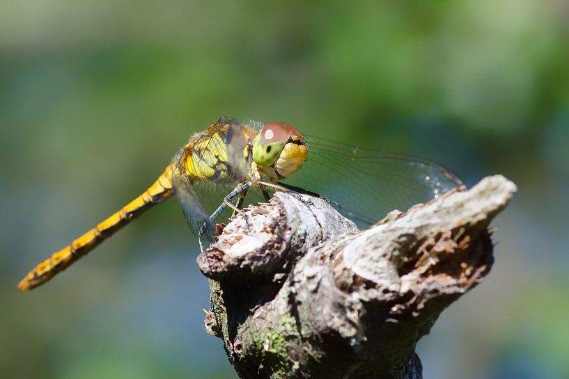 brown red heidelibel on tree trunk by Petra Vastenburg