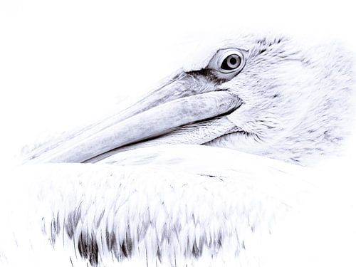 Pelican