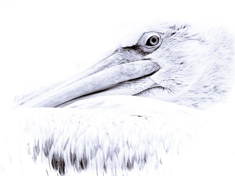 Pelikan von Lilian Heijmans