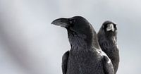 Portrait of two Common Raven