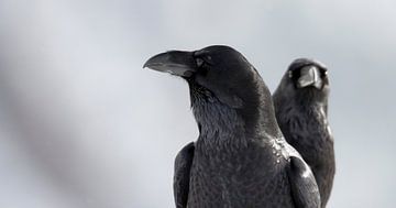 Portrait of two Common Raven by Beschermingswerk voor aan uw muur
