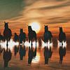 Paarden bij zonsondergang in zee van Jan Keteleer