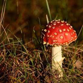 Rode paddenstoel van Tamara Van luik