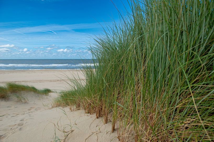 Tallgrass along the North Sea coast. by Don Fonzarelli