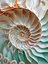 3D paper seashell by haroulita thumbnail