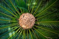 Rad Palm