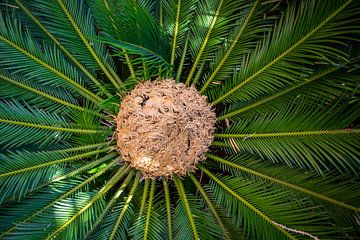 Rad Palm van Fabian Kleiser