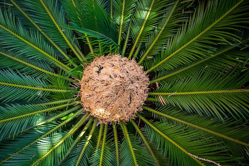 Rad Palm von Fabian Kleiser