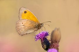 Meadow brown butterfly sitting on a thistle