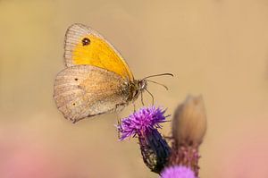 bruin zandoogje vlinder, zittend op een distel