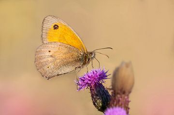 bruin zandoogje vlinder, zittend op een distel van Mario Plechaty Photography