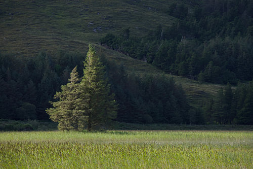 Arbre au soleil