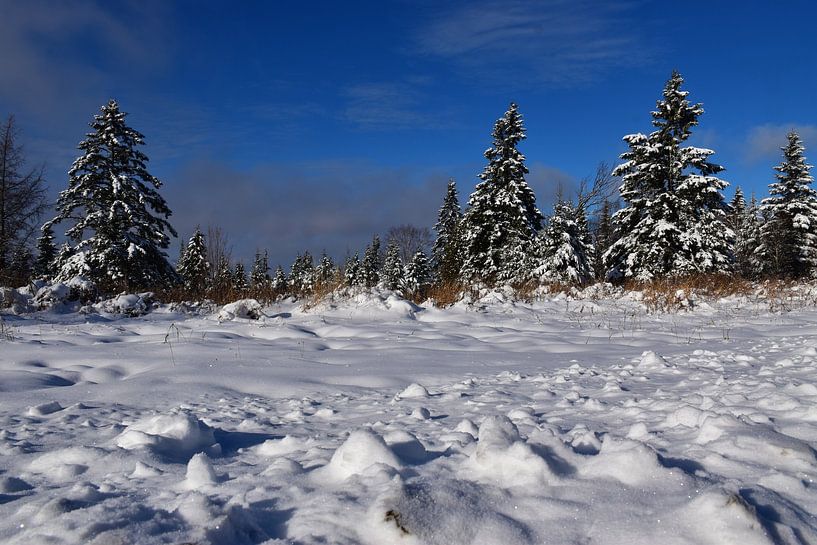 A coniferous forest in winter by Claude Laprise