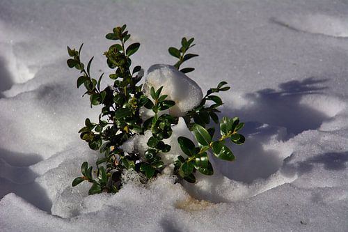 Sneeuw Struik