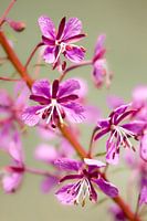 Pink flower