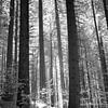 Infrared black-and-white forest photo- Serene light among the trees by Hidden Light Gallery