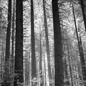 Infrarood zwart-wit bosfoto- Sereen licht tussen de bomen van Hidden Light Gallery
